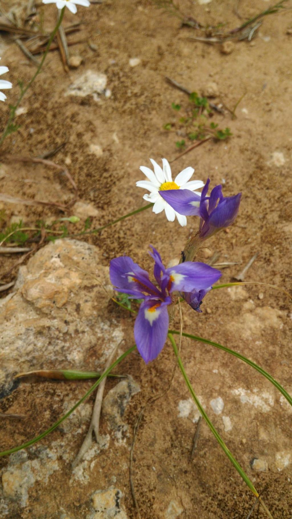 Moraea sisyrinchium . (Iridaceae)